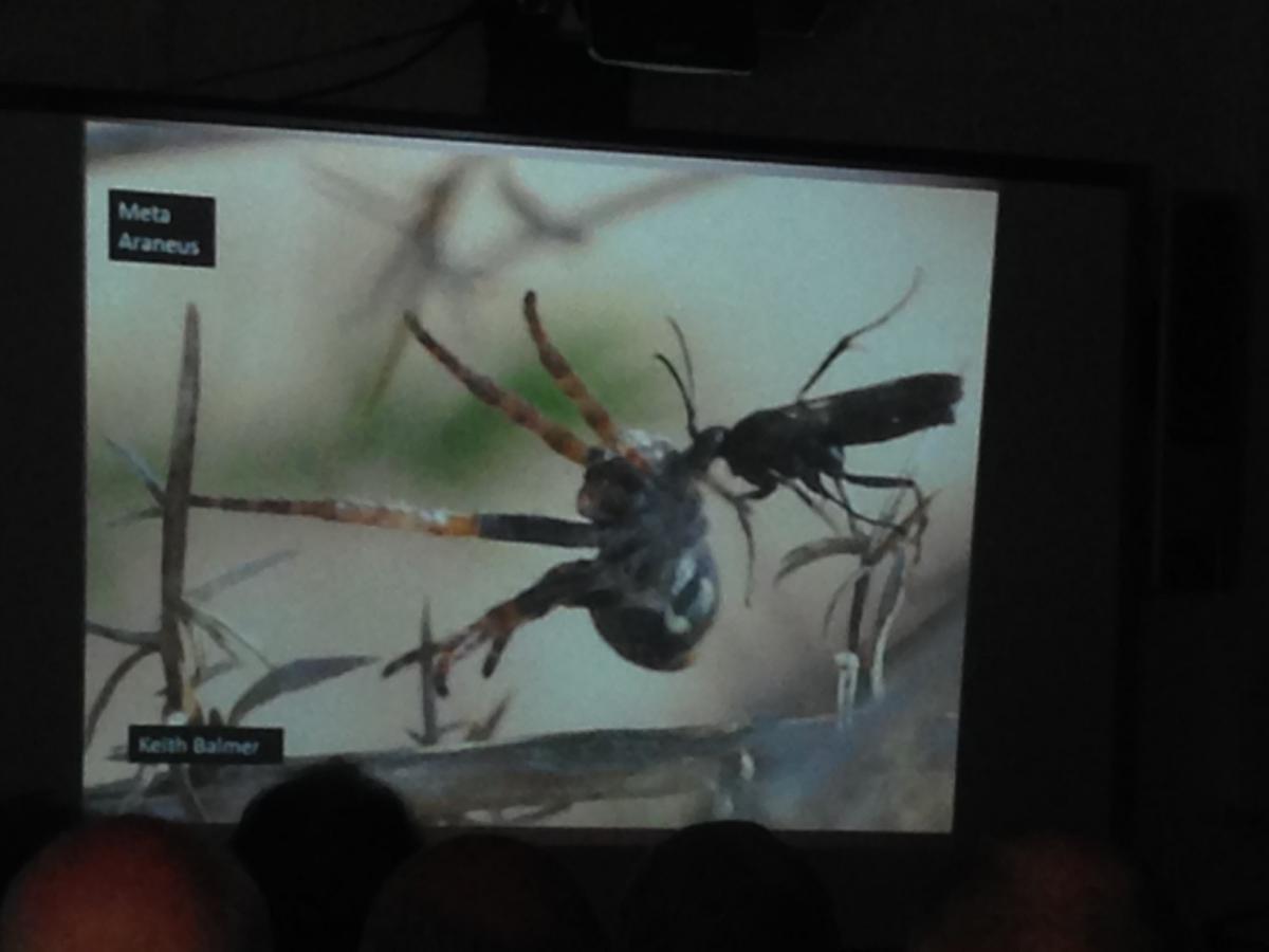 Spider hunting wasp from Ian's talk