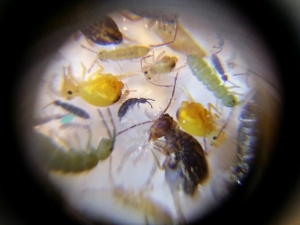 A sea of springtails.  Photo: Kirsty Brown