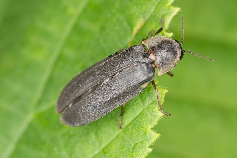 Male Glowworm