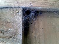 Lace Weaver (Amaurobius) web (Photo: CBell)