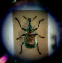 Byctiscus betulae.  Photo: C Bell