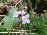 Cuckoo flower at Nettlecombe