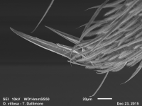 Orchesella villosa foreleg claw. Credit: Thom Dallimore/Edge Hill University