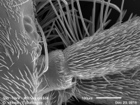 Orchesella villosa occelli and antennae. Credit: Thom Dallimore/Edge Hill University