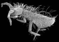 Orchesella villosa. Credit: Thom Dallimore/Edge Hill University
