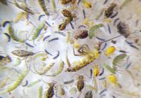 Springtail sample.  Photo: Kirsty Brown