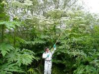 Giant hogweed (Heracleum mantegazzianum).  Photo: Julia Makin