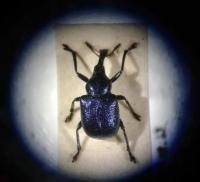 Weevil at World Museum Liverpool.  C Bell