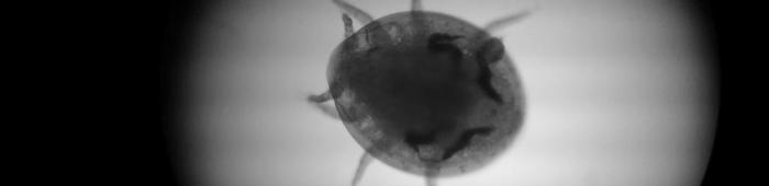 'Flying saucer' mite with smaller phoresic mite.  Photo C.Bell