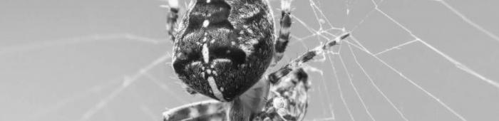 Garden spider (Araneus diadematus) - one of the orb weavers  (Photo: R Burkmar)