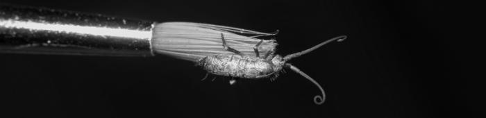 Pogongnathellus sp. on paintbrush.  Photo: David Williams