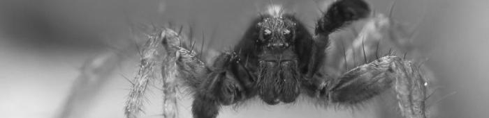 Pardosa amentata male