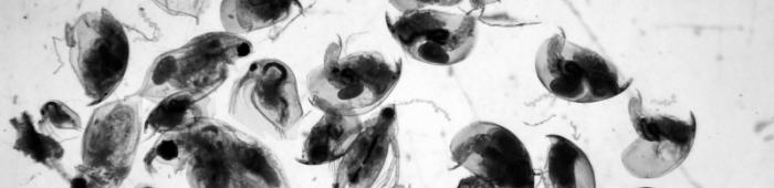 Sample of Cladocera.  Photo: A Chalkley