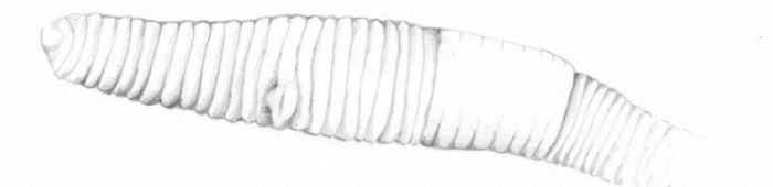 Earthworm by Charlie Bell