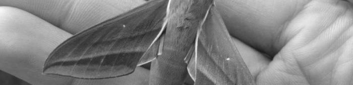Elephant hawk moth