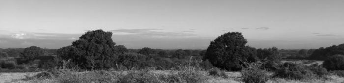 Meadows of fleabane at Knepp