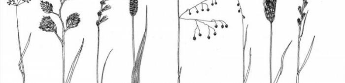 Grasses key sketches. Drawings: S Hyslop