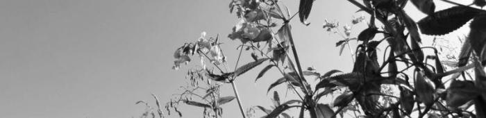 Himalayan balsam (Impatiens glandulifera).  Photo: Charlie Bell