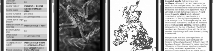 Screenshots of Identikit's mobile-first interface