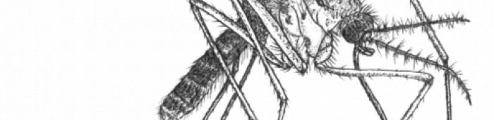 Mosquito.  Line drawing: Thom Dallimore